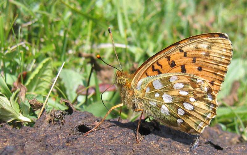 Speyeria (ex Argynnis) aglaja - Nymphalidae............dal Trentino