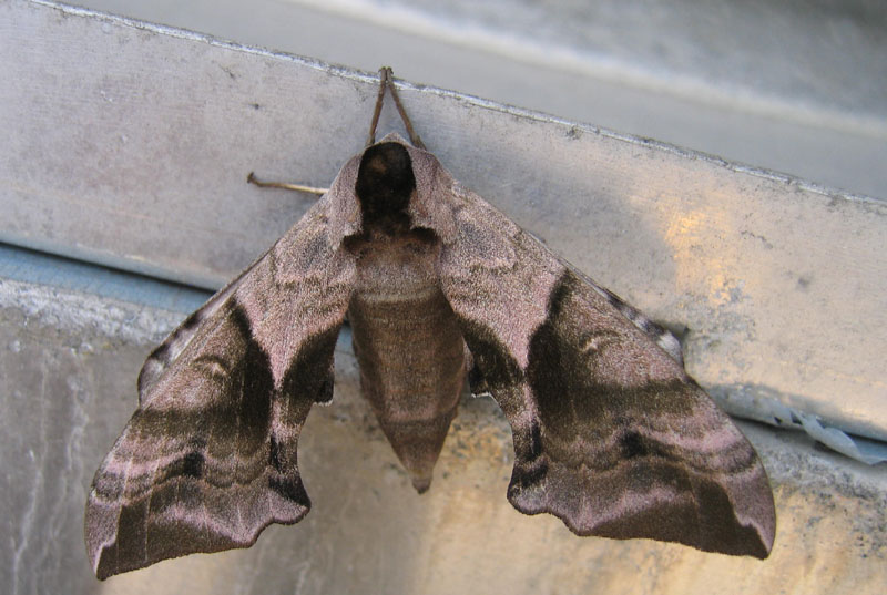 Smerinthus ocellata (f.) Sphingidae..........dal Trentino