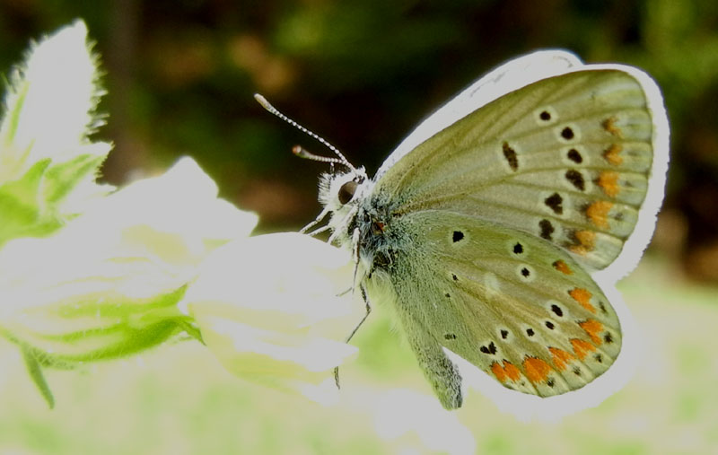 Polyommatus dorylas - Lycaenidae......dal Trentino