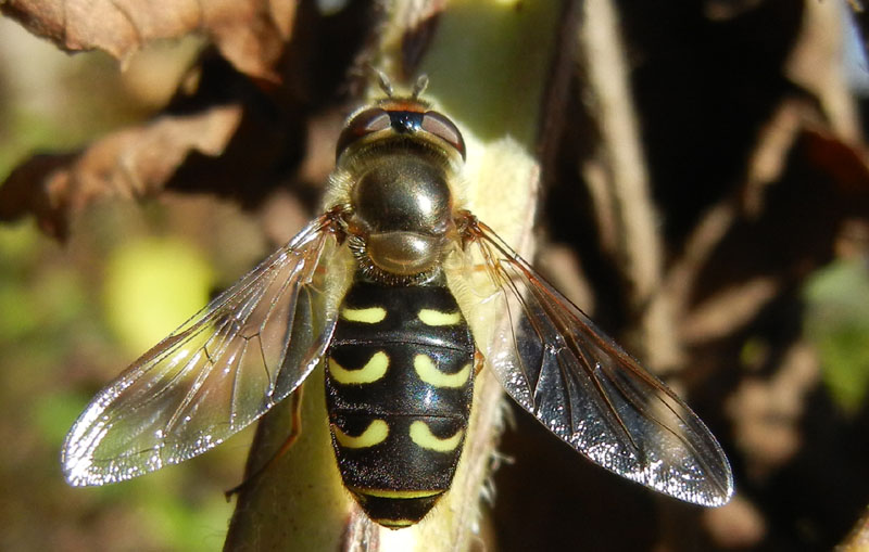 Scaeva dignota, femmina....dal Trentino