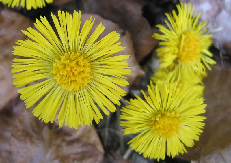 Tussilago farfara
