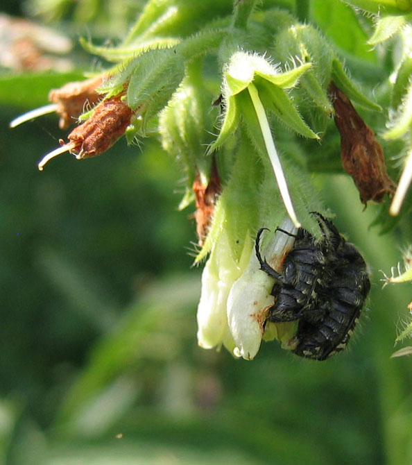 Oxythyrea funesta in accoppiamento