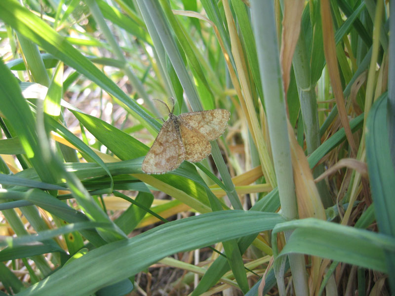 Ematurga atomaria (m.) Geometridae.........dal Trentino