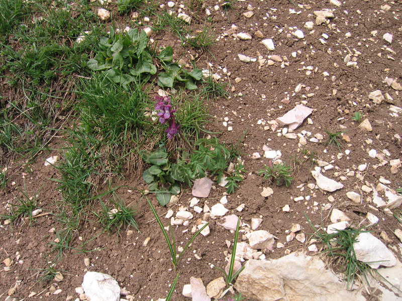 Corydalis cava