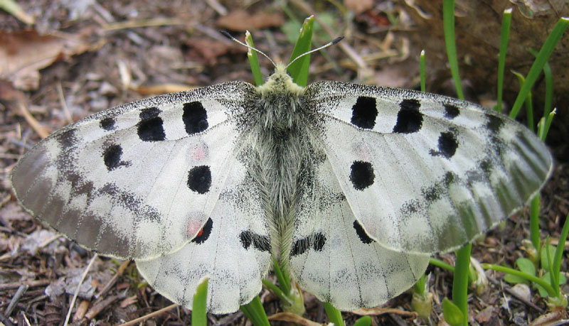 Parnassius apollo - Papilionidae..........dal Trentino