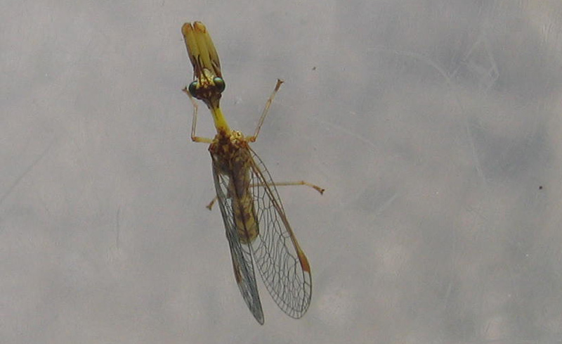 Mantispa styriaca