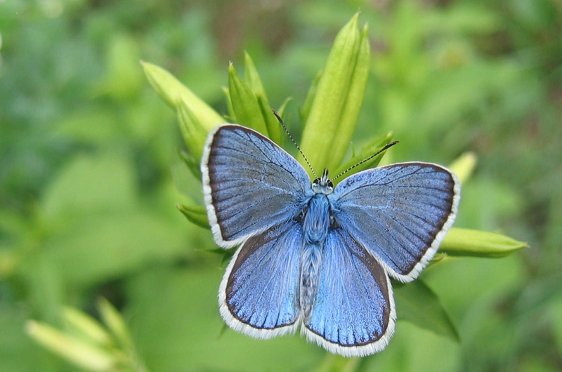 Polyommatus dorylas (m.) - Lycaenidae........dal Trentino