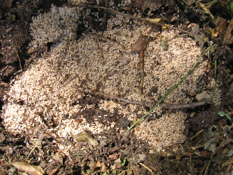 formiche Lasius sp.: sciamatura
