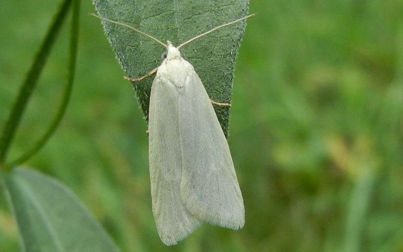 Eana argentana - Tortricidae.......dal Trentino