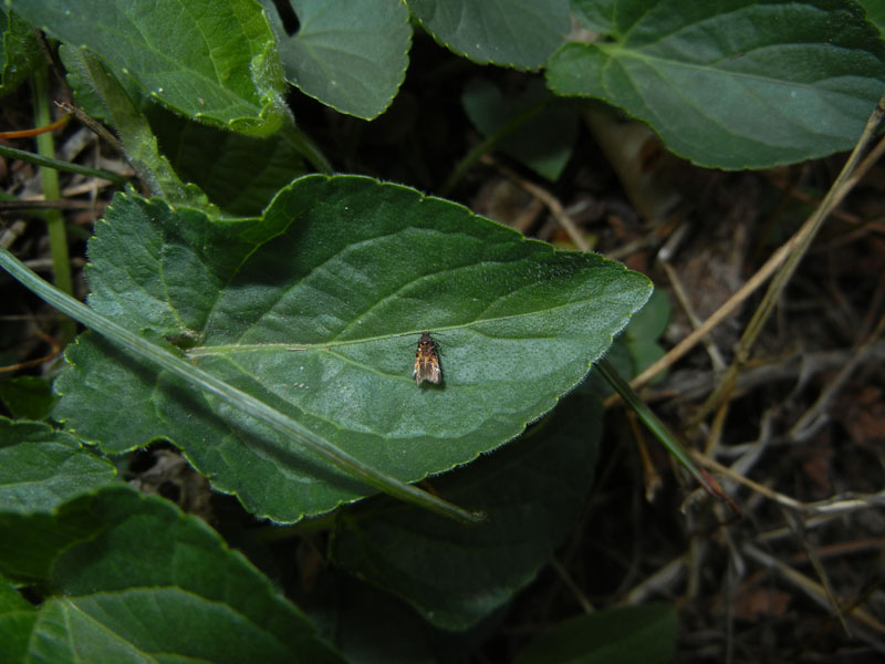 Pancalia leuwenhoekella - Cosmopterigidae.....dal Trentino