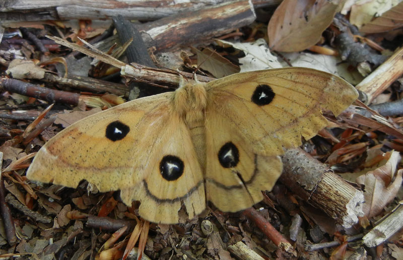 Aglia tau (f + m) Saturniidae..........dal Trentino