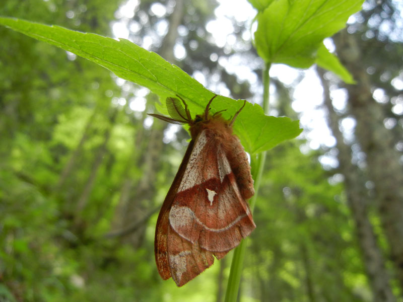 Aglia tau (f + m) Saturniidae..........dal Trentino