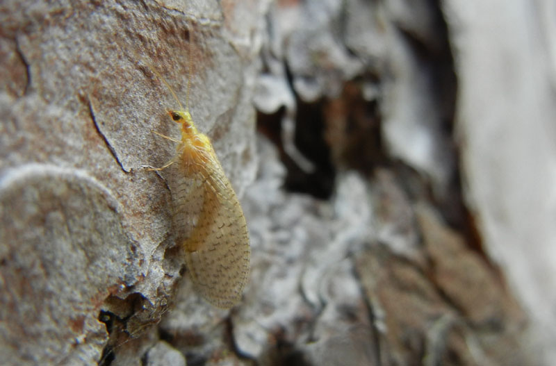 Hemerobius micans - Hemerobiidae