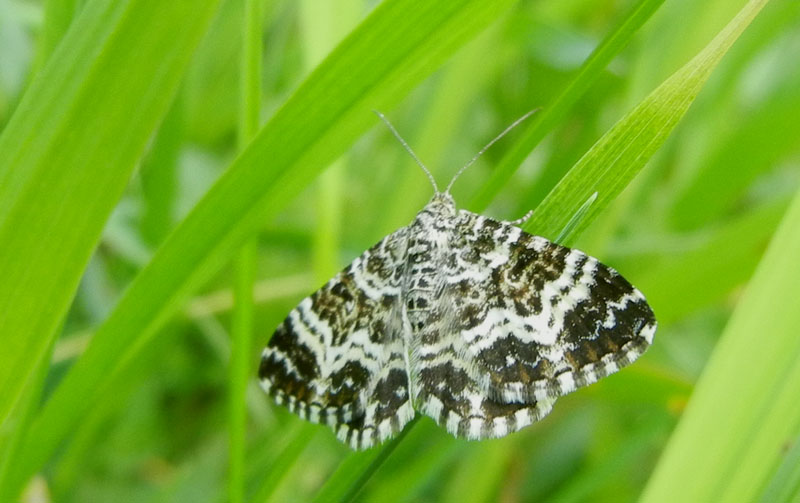 Epirrhoe tristata - Geometridae.........dal Trentino