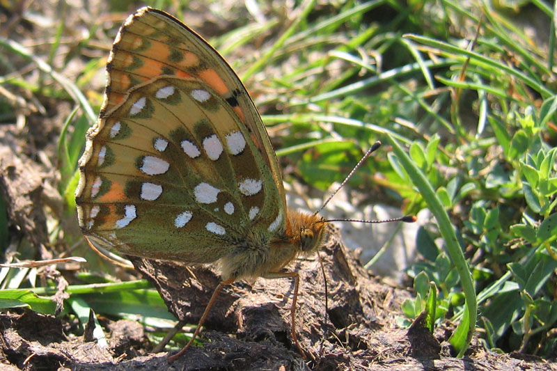 Speyeria (ex Argynnis) aglaja - Nymphalidae............dal Trentino