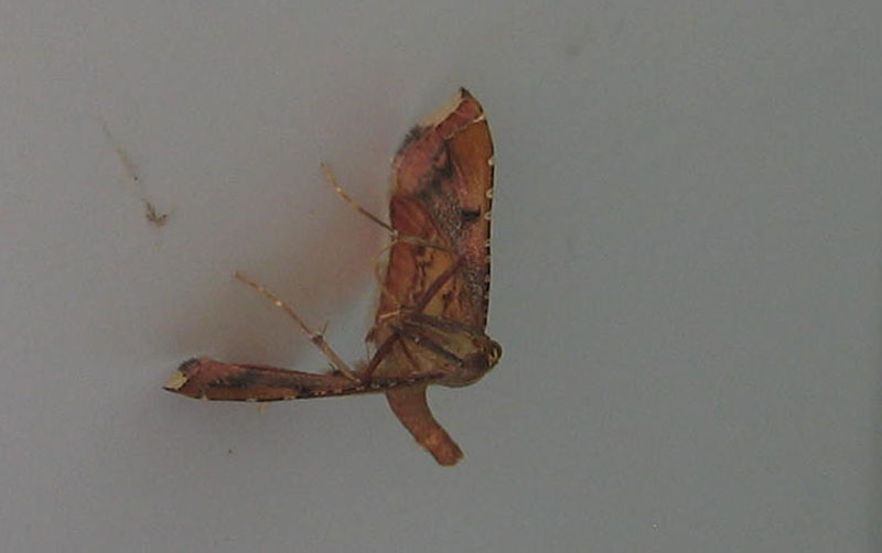 Endotricha flammealis - Pyralidae....dal Piemonte