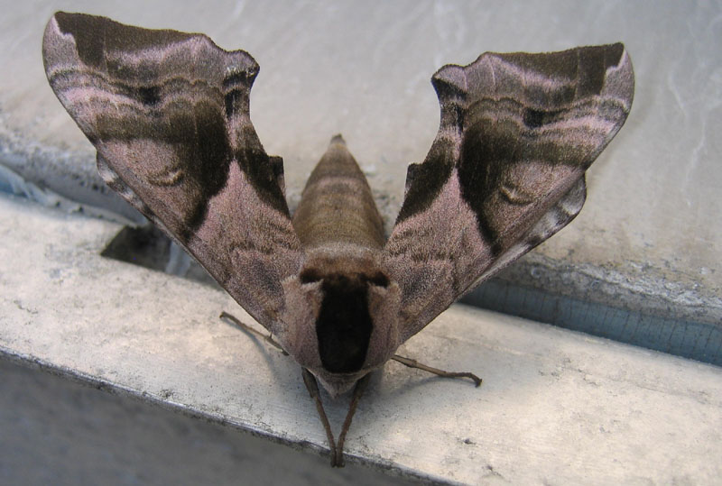 Smerinthus ocellata (f.) Sphingidae..........dal Trentino