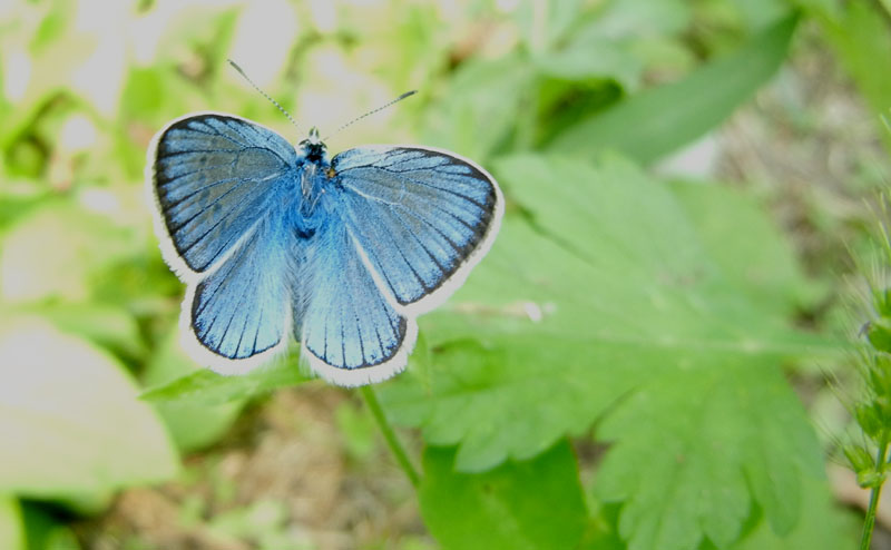 Polyommatus dorylas - Lycaenidae......dal Trentino