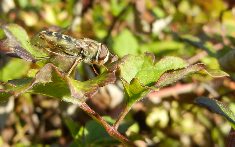 Scaeva dignota, femmina....dal Trentino