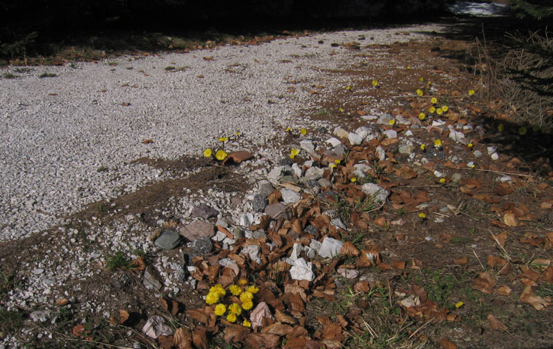 Tussilago farfara