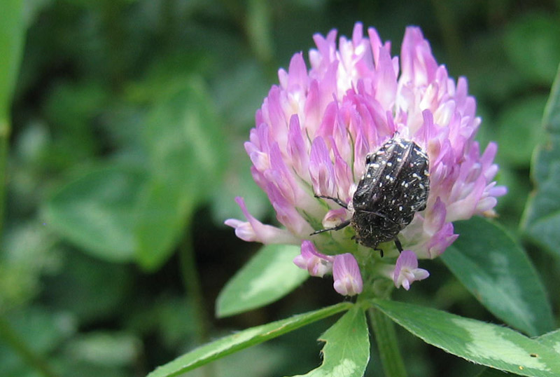 Oxythyrea funesta in accoppiamento