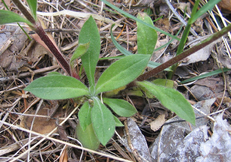 Silene dioica