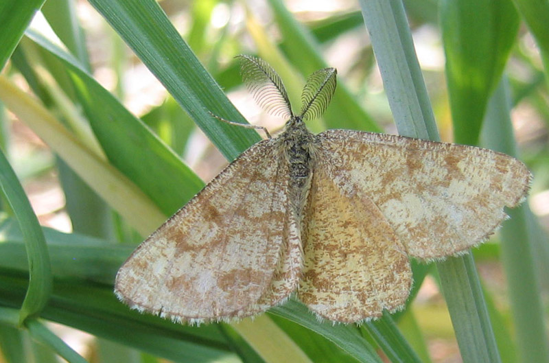 Ematurga atomaria (m.) Geometridae.........dal Trentino