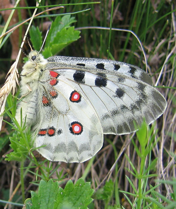 Parnassius apollo - Papilionidae..........dal Trentino