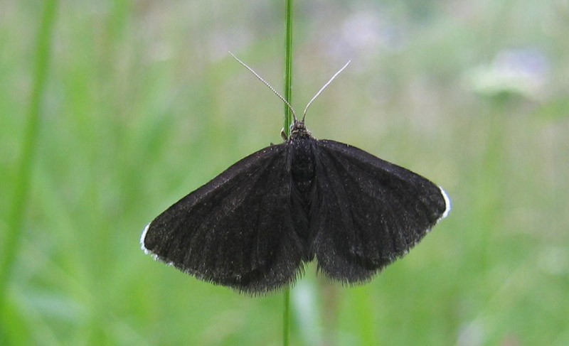 Odezia atrata - Geometridae.........dal Trentino Alto Adige
