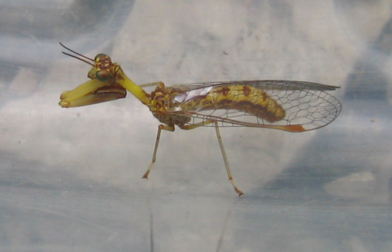 Mantispa styriaca