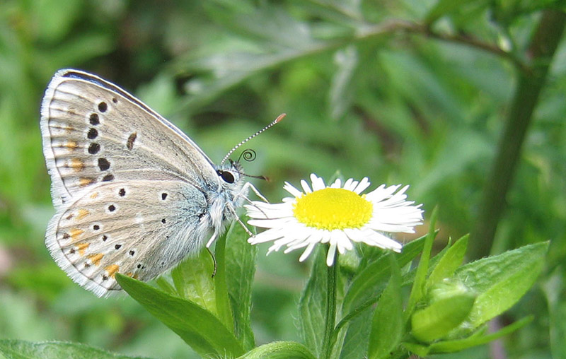 Polyommatus dorylas (m.) - Lycaenidae........dal Trentino