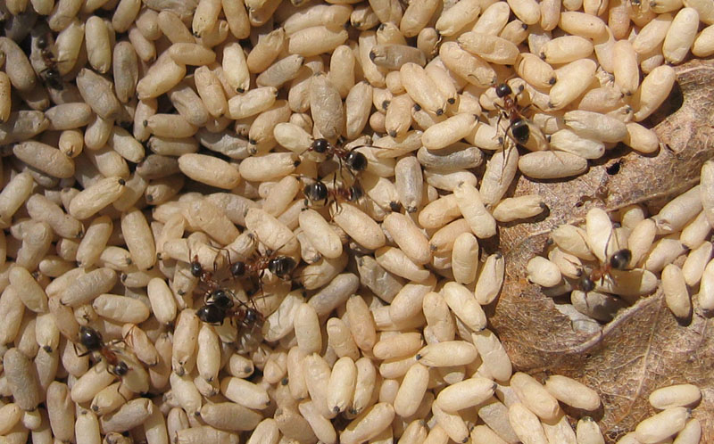 formiche Lasius sp.: sciamatura