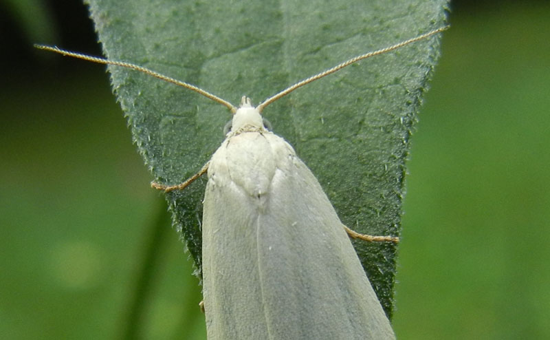 Eana argentana - Tortricidae.......dal Trentino