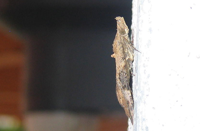 Hypena obsitalis - Erebidae.........dal Trentino