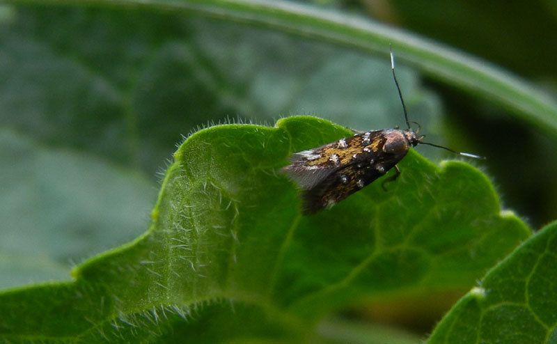 Pancalia leuwenhoekella - Cosmopterigidae.....dal Trentino