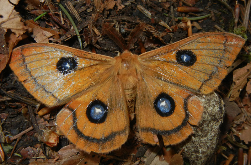 Aglia tau (f + m) Saturniidae..........dal Trentino