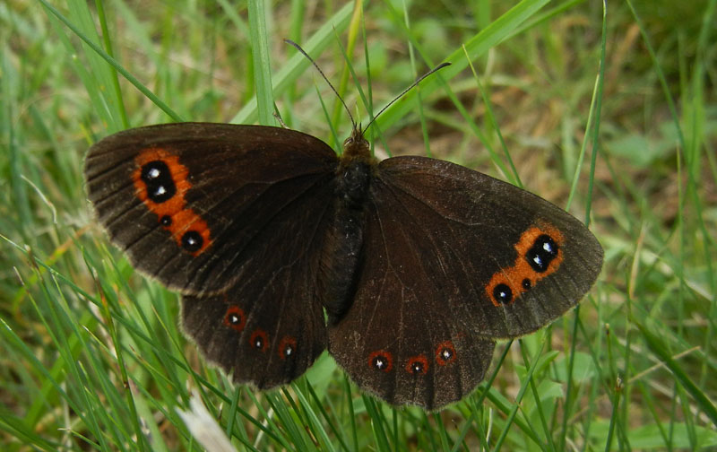 Erebia aethiops - Nymphalidae Satyrinae.....dal Trentino
