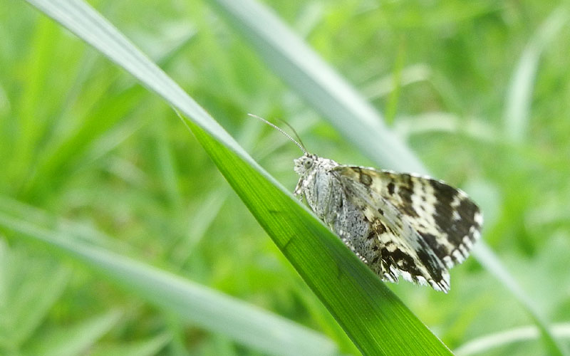 Epirrhoe tristata - Geometridae.........dal Trentino