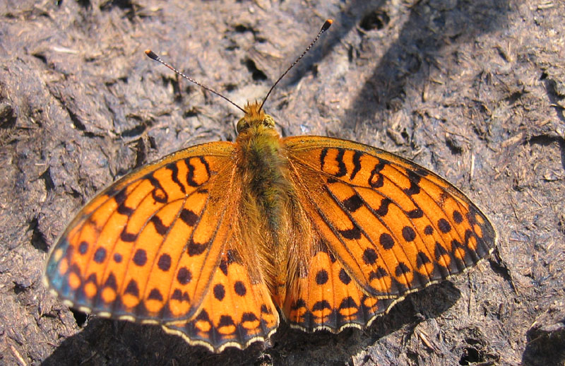 Speyeria (ex Argynnis) aglaja - Nymphalidae............dal Trentino