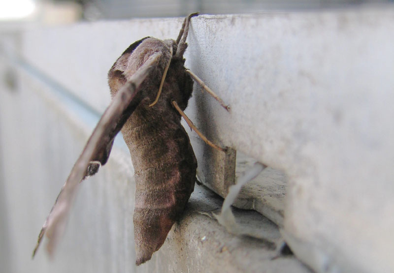 Smerinthus ocellata (f.) Sphingidae..........dal Trentino