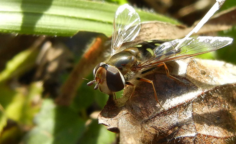 Scaeva dignota, femmina....dal Trentino