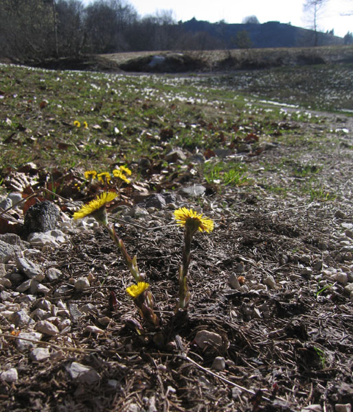 Tussilago farfara