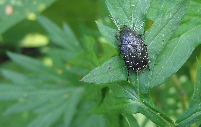 Oxythyrea funesta in accoppiamento