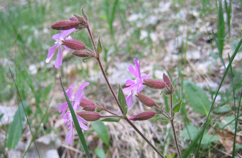 Silene dioica