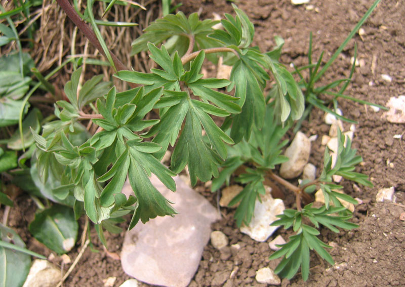 Corydalis cava