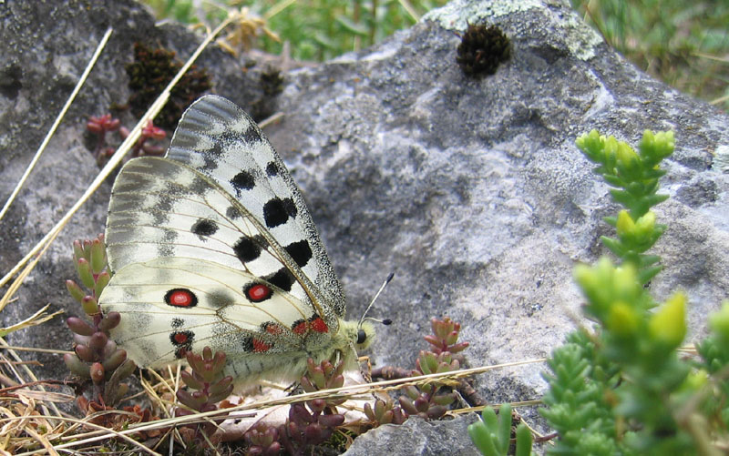 Parnassius apollo - Papilionidae..........dal Trentino