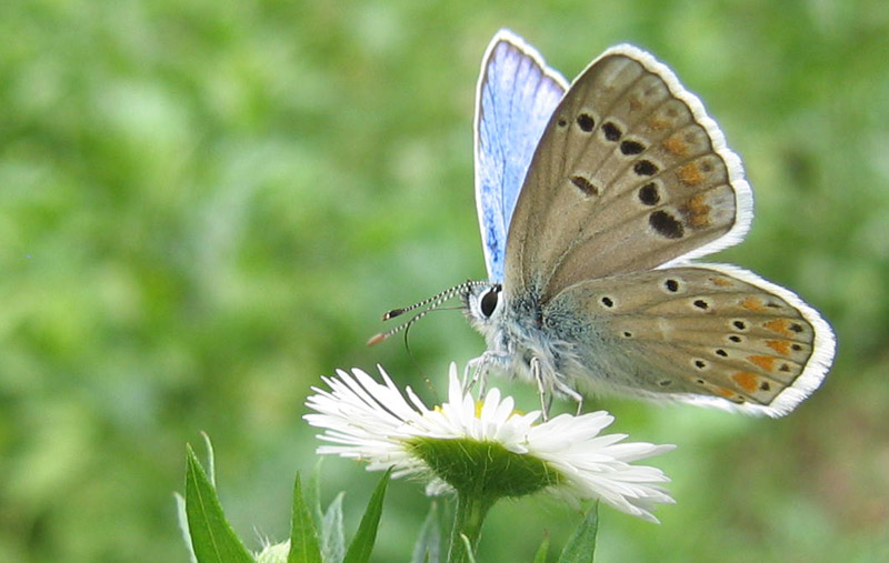 Polyommatus dorylas (m.) - Lycaenidae........dal Trentino