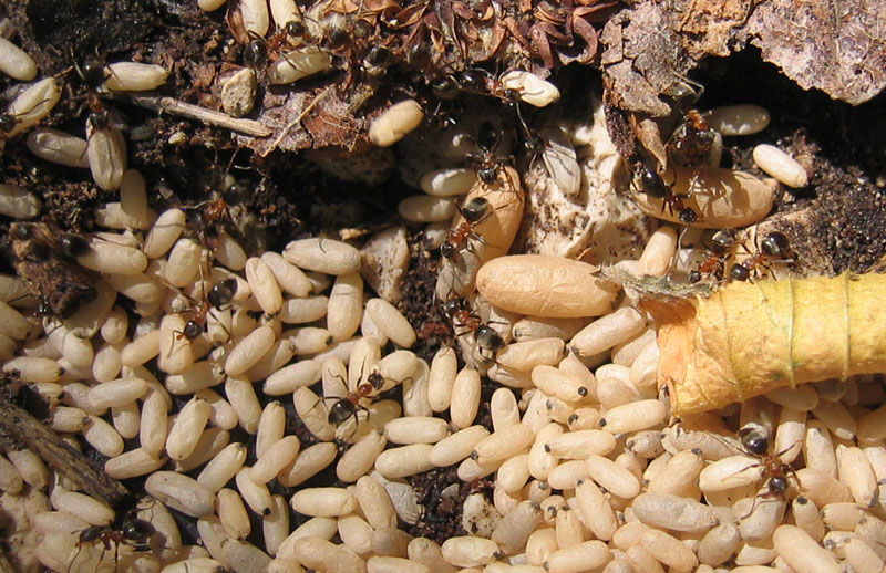 formiche Lasius sp.: sciamatura