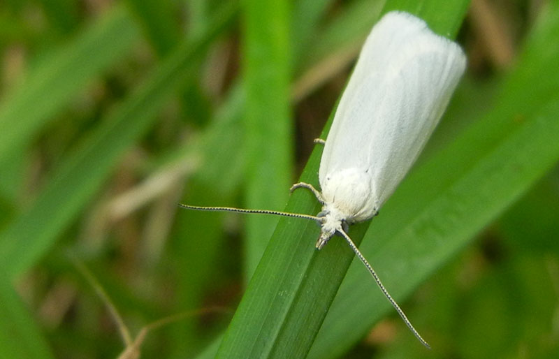 Eana argentana - Tortricidae.......dal Trentino