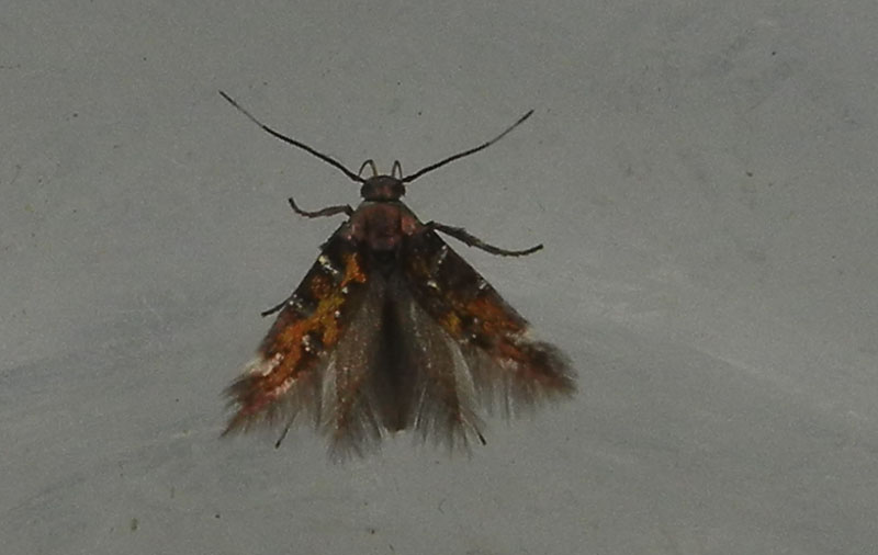 Pancalia leuwenhoekella - Cosmopterigidae.....dal Trentino